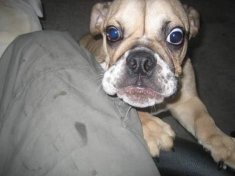 Engelsk bulldog olivia carina waldborg billede 6