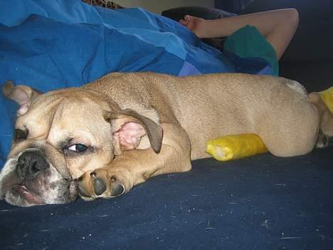 Engelsk bulldog olivia carina waldborg billede 7