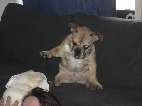 Engelsk bulldog olivia carina waldborg billede 8