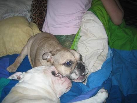 Engelsk bulldog olivia carina waldborg billede 9