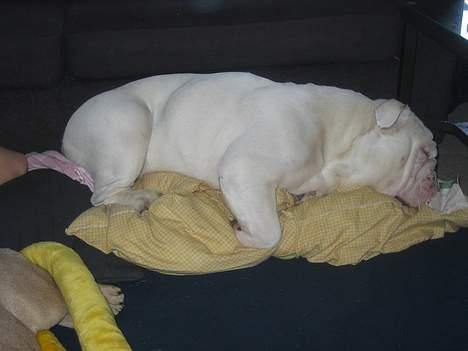 Engelsk bulldog anton sne billede 12