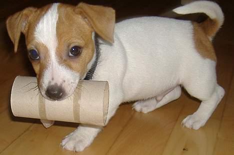 Jack russell terrier Felix billede 1
