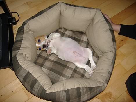 Jack russell terrier Felix billede 2