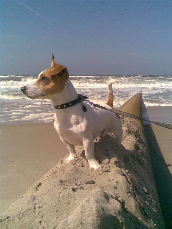 Jack russell terrier Felix billede 3