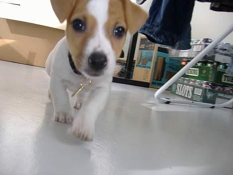 Jack russell terrier Felix billede 4