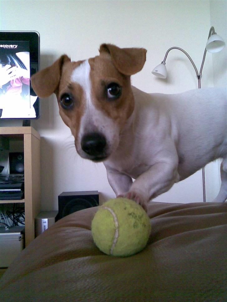 Jack russell terrier Felix - Tag den nu for ffs... billede 5