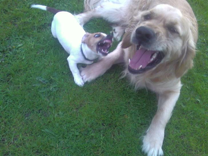 Jack russell terrier Felix billede 6