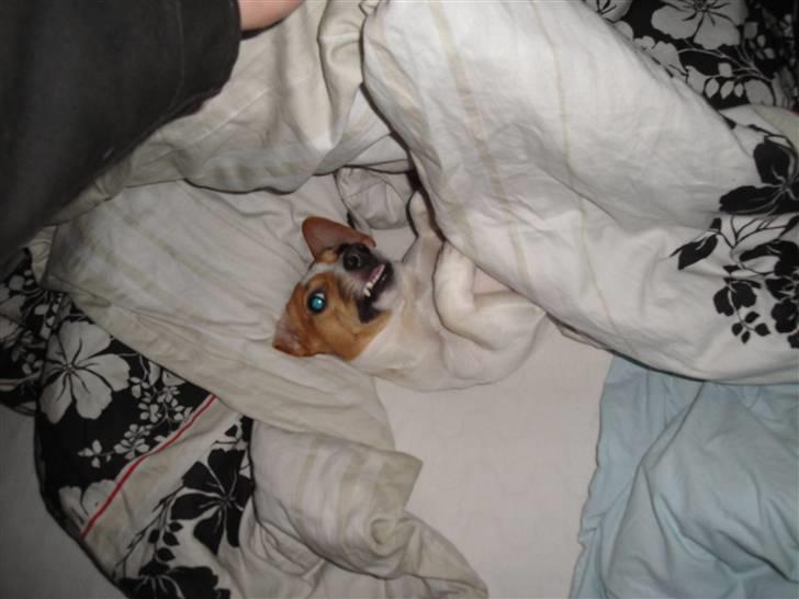 Jack russell terrier Felix - Morgen sur billede 7