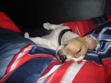 Jack russell terrier Felix - Her tager han sig lige en slapper. billede 8