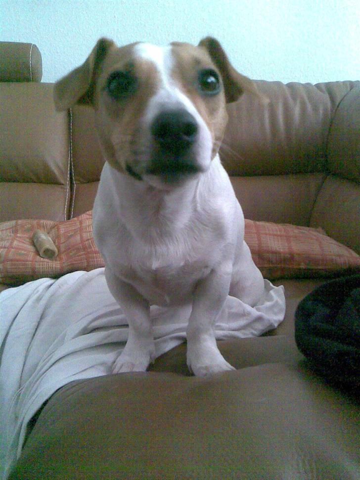 Jack russell terrier Felix - Hvad!!! billede 9