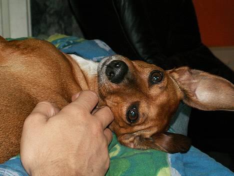 Gravhund Trisse - Sweet.... yes i am billede 1