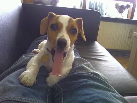 Jack russell terrier Felix - utroligt han ikke bliver kvalt i den tunge der. billede 10