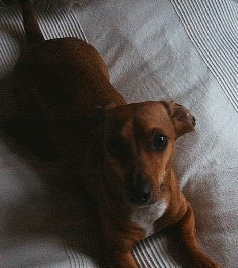 Gravhund Trisse - Skulle vi lege eller hvad ? billede 2