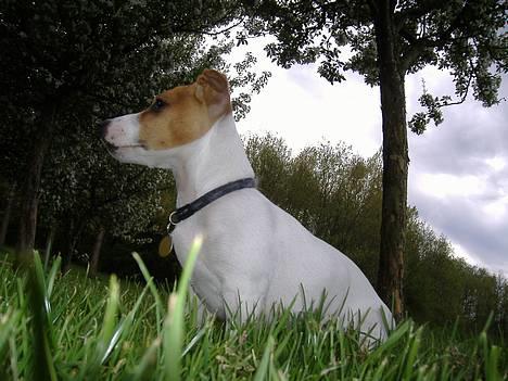 Jack russell terrier Felix billede 11