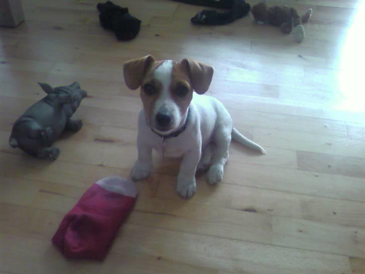 Jack russell terrier Felix billede 12