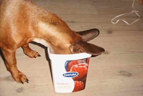 Gravhund Trisse - Var det her jeg gemte mit kødben billede 3