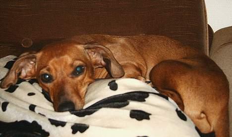 Gravhund Trisse - Du ser da heller ikke for smart ud når du liger vågnet billede 4