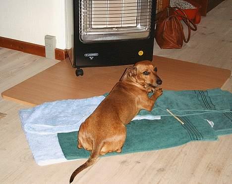 Gravhund Trisse - Hvad venter i på...... TÆND FOR VARMEN billede 5