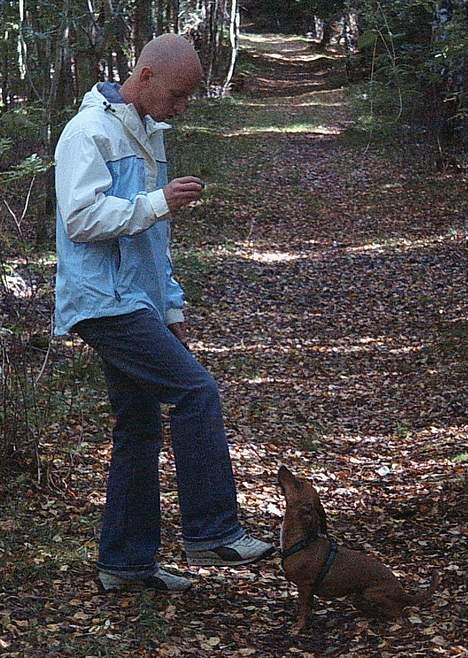 Gravhund Trisse - Billede siger sig selv billede 6