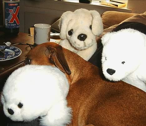 Gravhund Trisse - ahhhhh afslapning billede 7