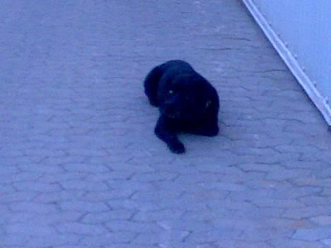 Labrador retriever Burre. aflivet d.27/04 09 - han er så sød<3 billede 3