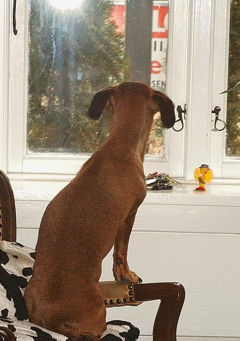 Gravhund Trisse - Skal vi allerede flytte billede 8