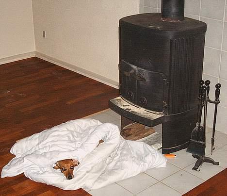 Gravhund Trisse - Jeg elsker at putte ved min mor billede 9