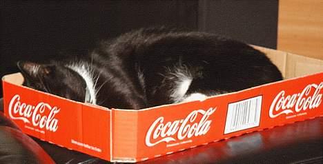 Gravhund Trisse - Min bedste ven..... No shit billede 10