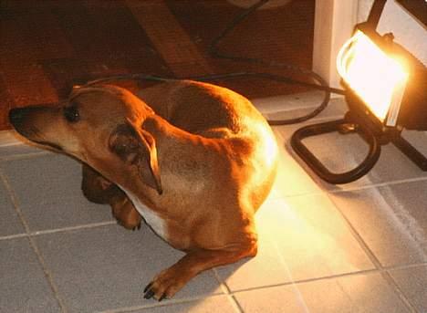 Gravhund Trisse - Skygger jeg for lampen..... her er ellers dejligt varmt billede 11