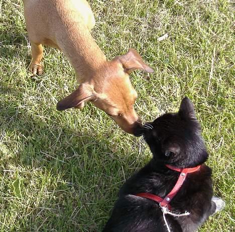 Gravhund Trisse - Hejsa er du der..... Kys til dig billede 12