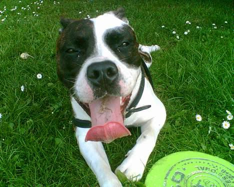 Blanding af racer  Amstaff-Ambulldog. Molly billede 11