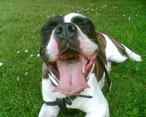 Blanding af racer  Amstaff-Ambulldog. Molly billede 12