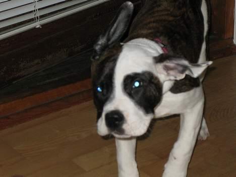 Blanding af racer  Amstaff-Ambulldog. Molly billede 13