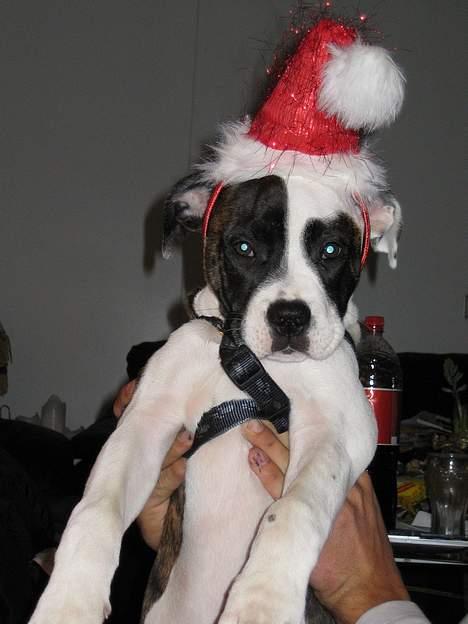 Blanding af racer  Amstaff-Ambulldog. Molly billede 14