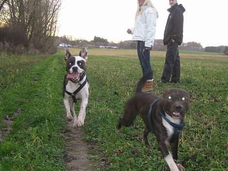 Blanding af racer  Amstaff-Ambulldog. Molly billede 15