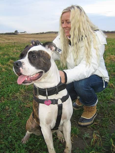 Blanding af racer  Amstaff-Ambulldog. Molly billede 16