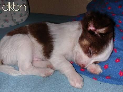 Chihuahua Hambus billede 2