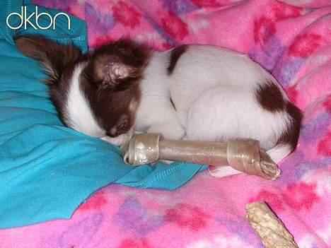 Chihuahua Hambus billede 3