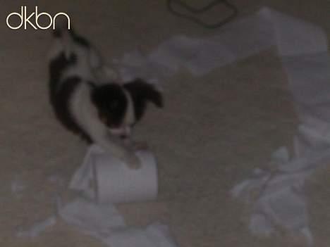 Chihuahua Hambus billede 4