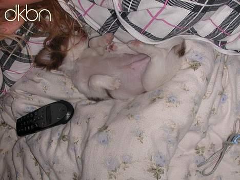 Chihuahua Hambus billede 5