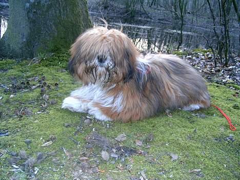 Lhasa apso Lhasa fabricius Leeloo billede 4