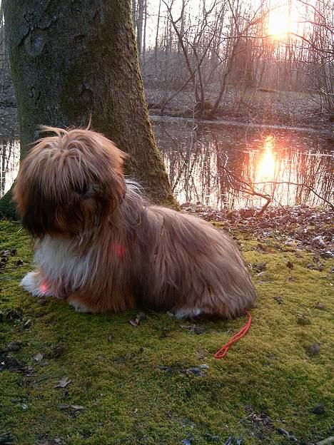 Lhasa apso Lhasa fabricius Leeloo billede 5