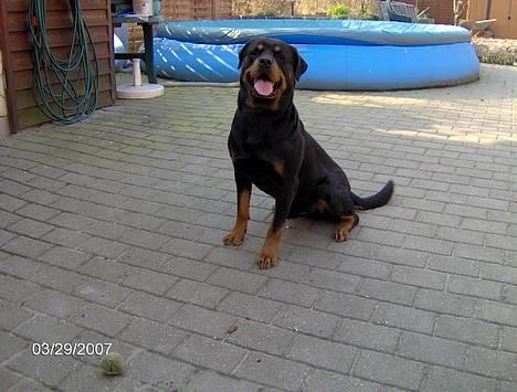 Rottweiler  Basse - sikke dog et dejlig vejr,kunne lige nappe en tur i poolen billede 14
