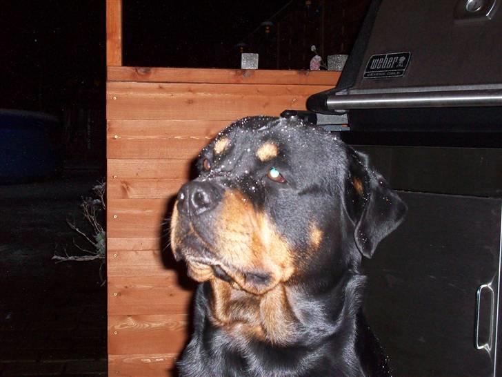 Rottweiler  Basse - Uha hvor er det koldt når det sner  billede 15