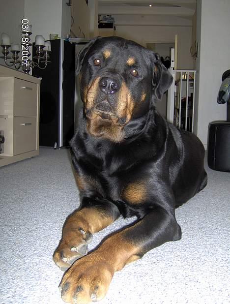 Rottweiler  Basse billede 16
