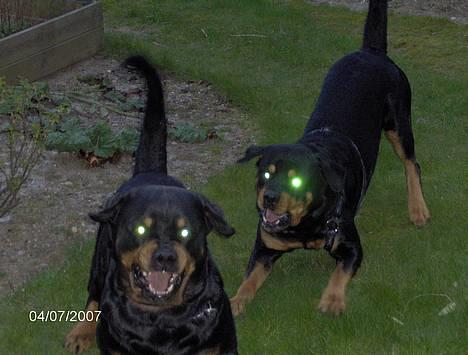 Rottweiler  Basse - Min søn Morris og mig når vi bliver til varulve.. :) jeg står forrest billede 17