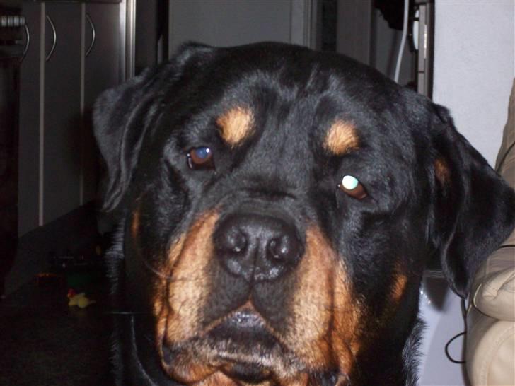 Rottweiler  Basse billede 18