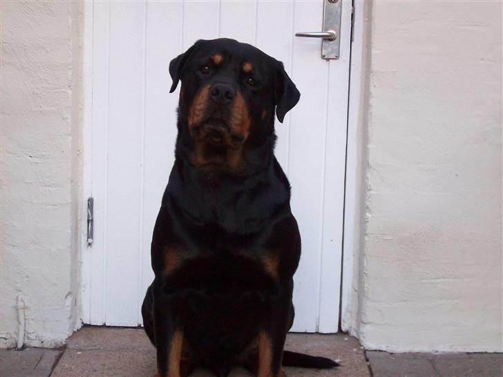 Rottweiler  Basse - Er jeg ikke bare sød? billede 19