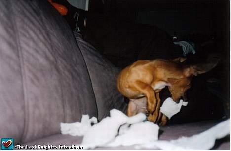 Gravhund Trisse - Mmmmmm Grrrrr DESTROY DESTROY DESROY billede 13