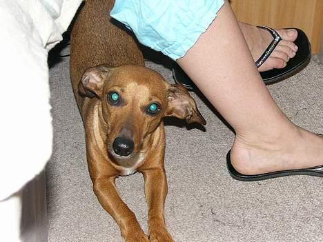 Gravhund Trisse - Jeg prøver virklig at blive til en Cameleon... men det virker kun på mine øjne billede 14